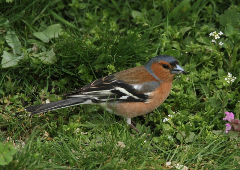 Зяблик (fringilla COELEBS)