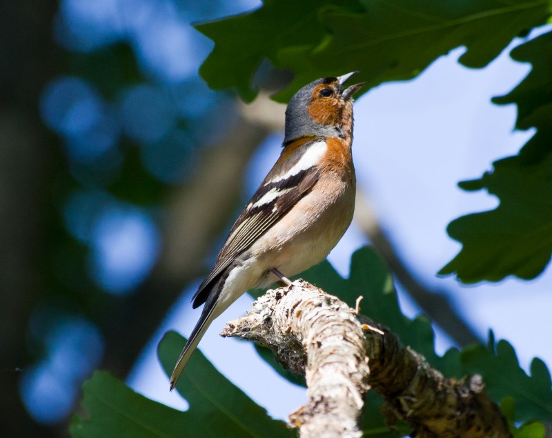 Зяблик (fringilla COELEBS)