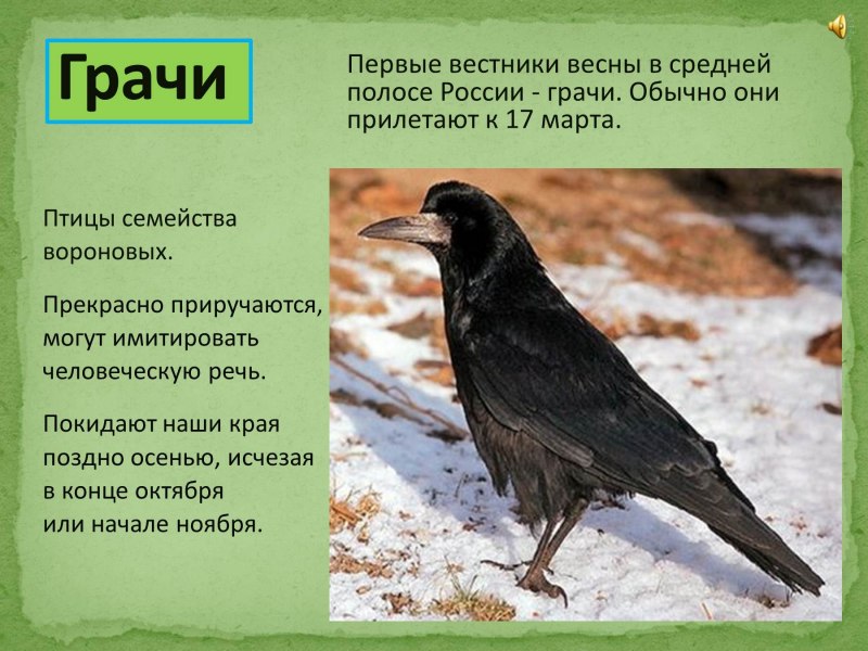 Весна перелетные птицы Грачи