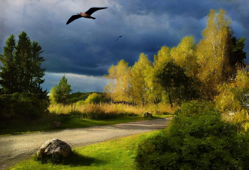 Природа птицы в небе