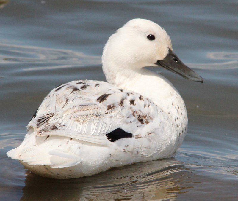 Hybrid Ducks books