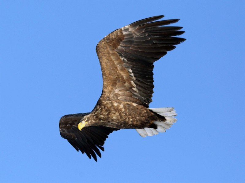 Орлан-белохвост Haliaeetus albicilla