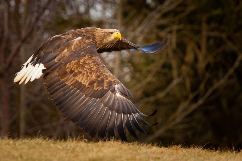 Орлан-белохвост Haliaeetus albicilla (Linnaeus, 1758)