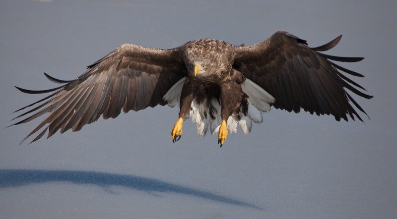 Орлан-белохвост Haliaeetus albicilla