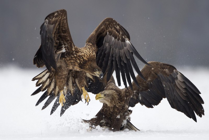 Орлан-белохвост (Haliaeetus albicilla (l.)