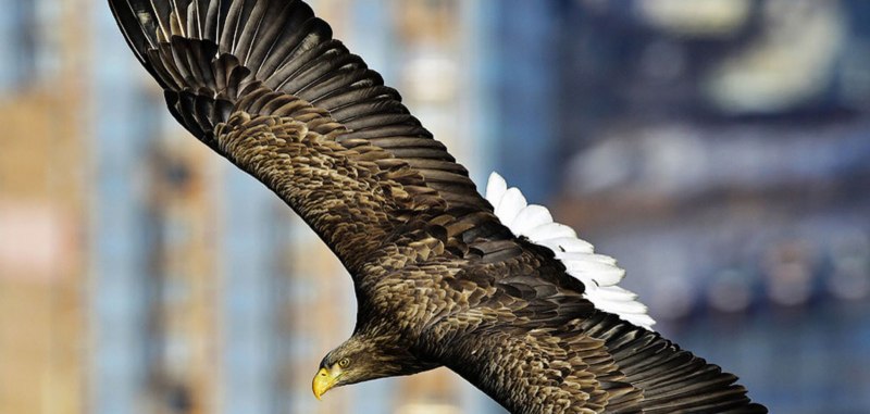 Орлан-белохвост Haliaeetus albicilla (Linnaeus, 1758)