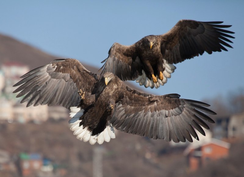 Орлан-белохвост (Haliaeetus albicilla (l.)