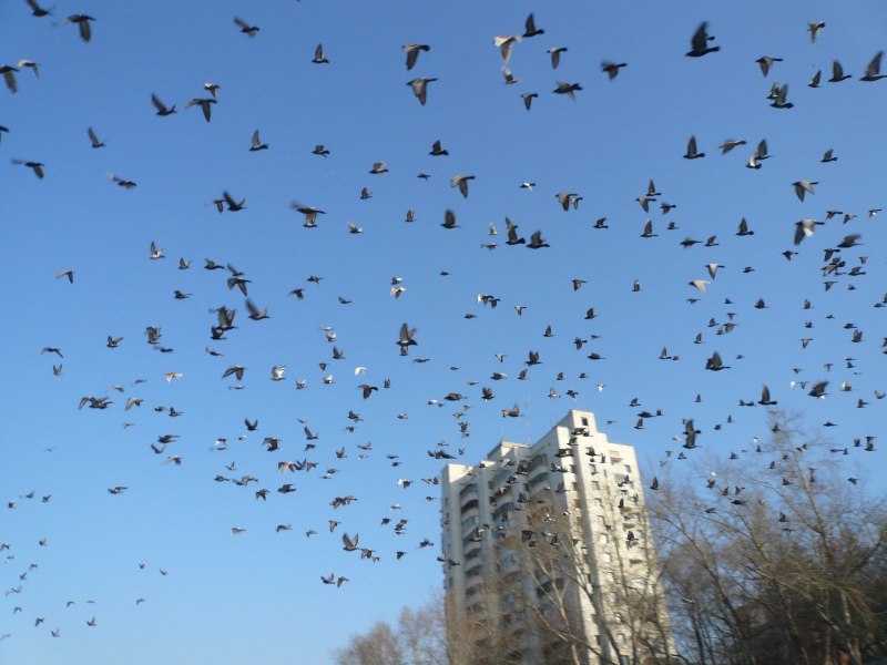 Городские голуби в небе