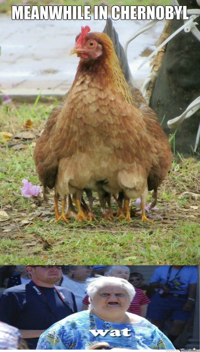 Курица демотиватор