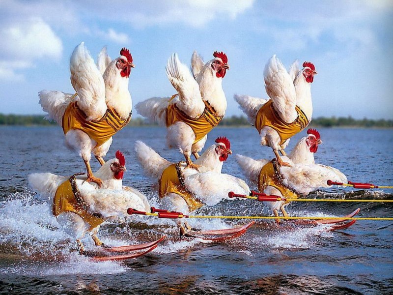 Куры на море
