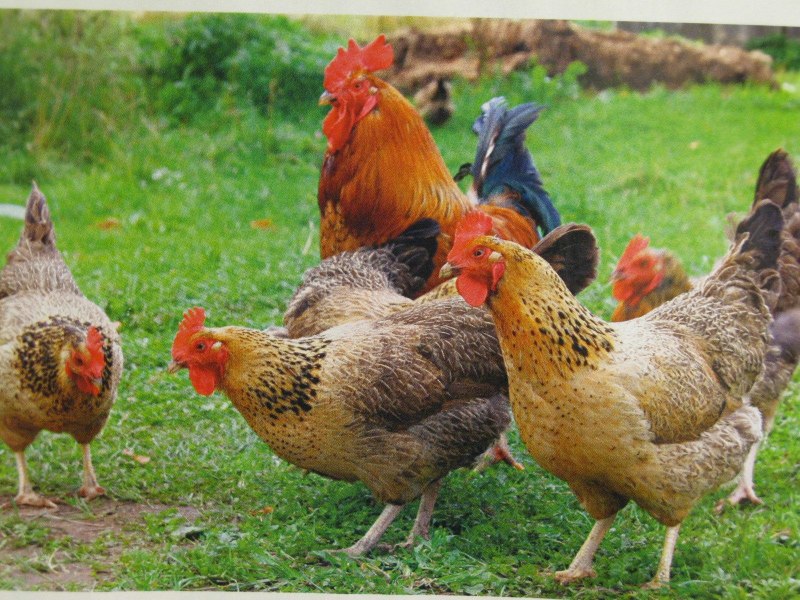 Кормление кур сорт Брама