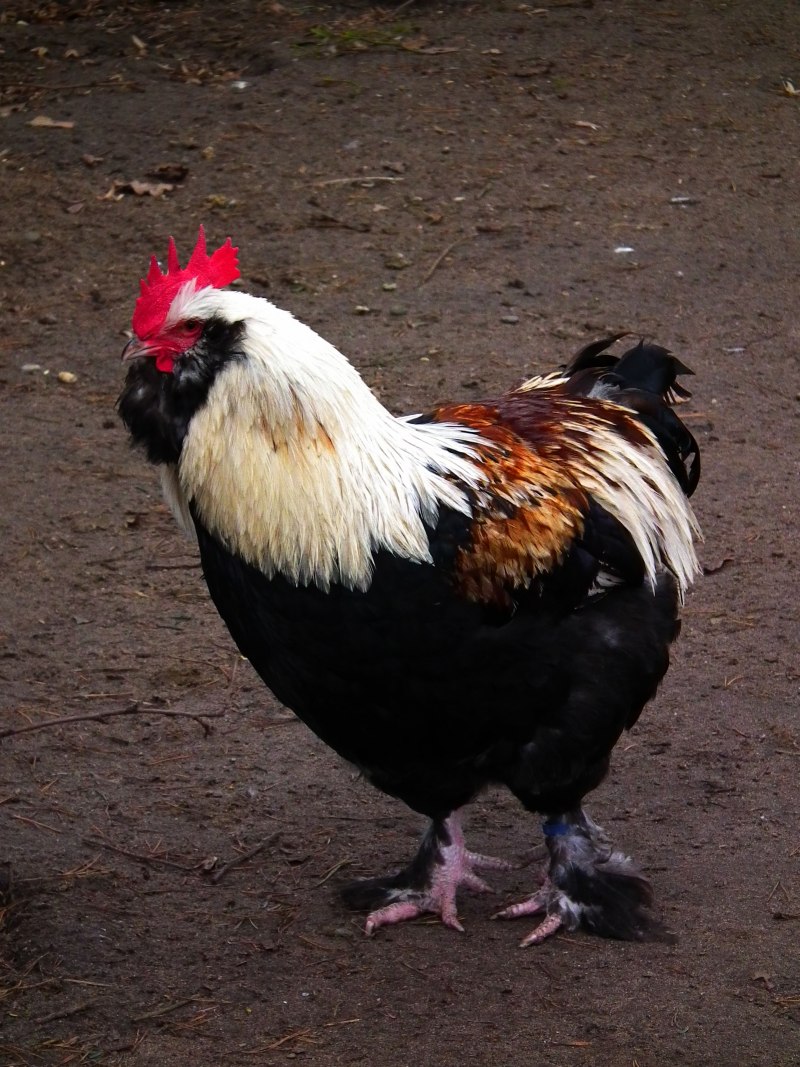 Bantam петух карликовый