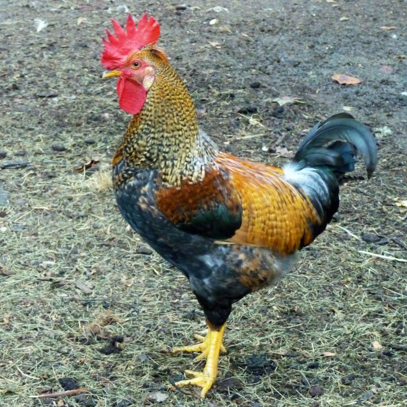 Цветные породы кур