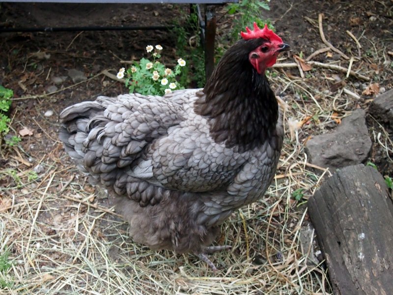 Australorp порода
