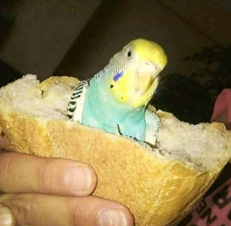 Окрасы попугаев