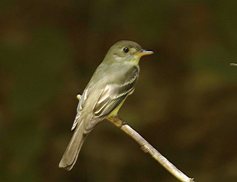 Серая мухоловка (Muscicapa striata)