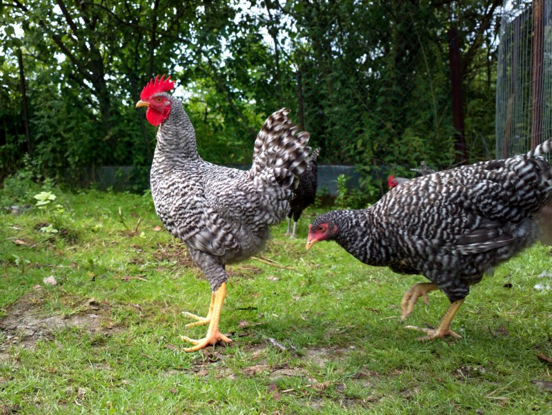 Кур породы Амрокс Суссекс
