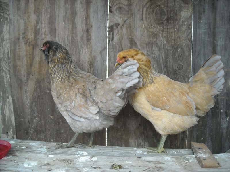 Курица несущая голубые яйца (40 фото)