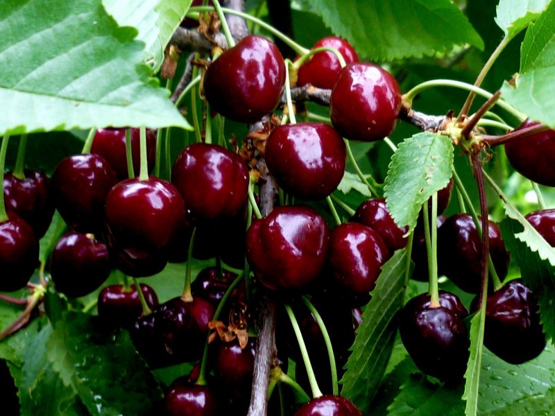 Вишня аюровская