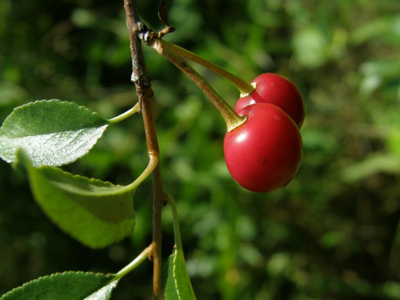 Tachycineta euchrysea