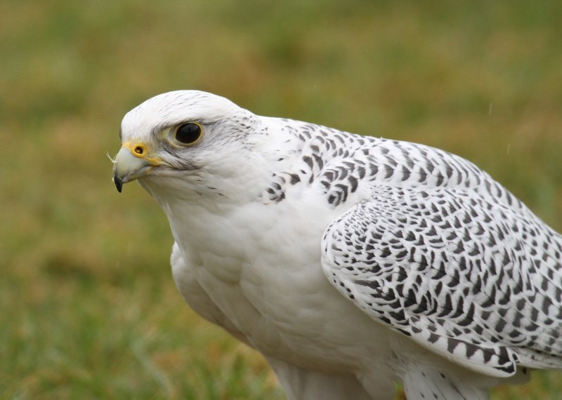 Кречет Falco rusticolus