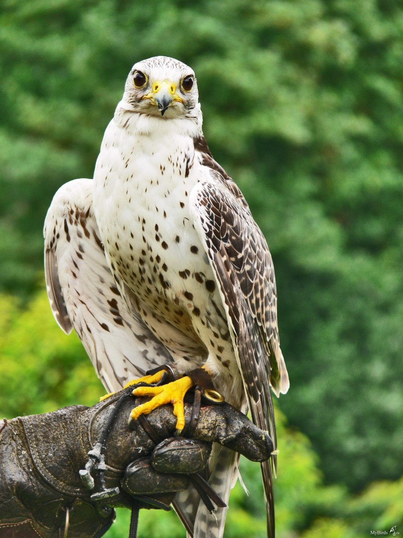 Кречет - Falco rusticolus Linnaeus