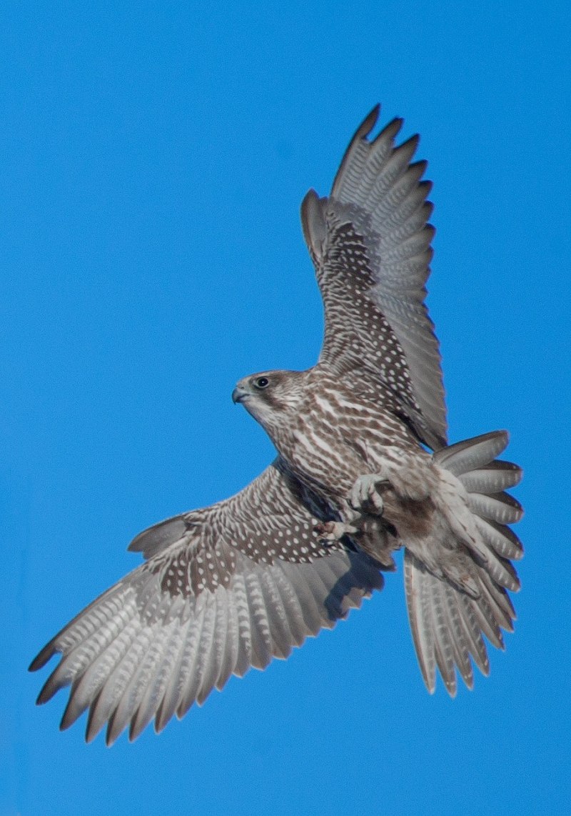 Кречет Falco rusticolus