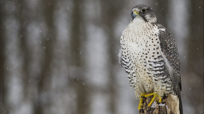 Кречет - Falco rusticolus Linnaeus