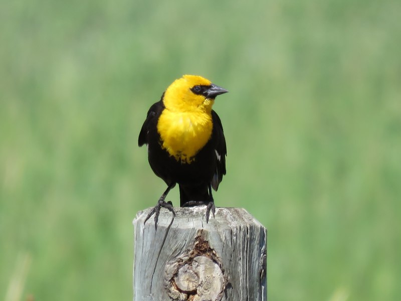 Yellow Oriole (Icterus nigrogularis)