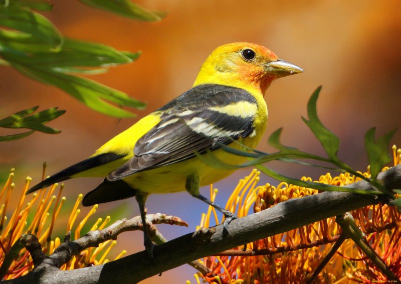 American Goldfinch птица