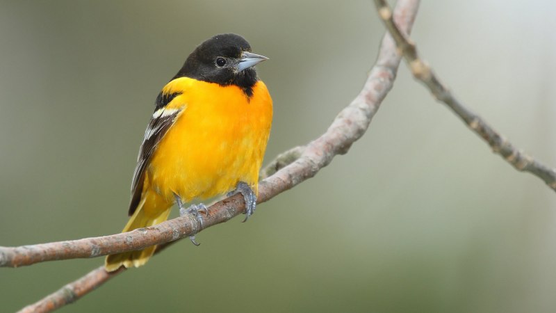 Обыкновенная Иволга Oriolus Oriolus