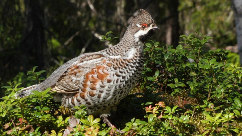 Глухарь (Tetrao urogallus)
