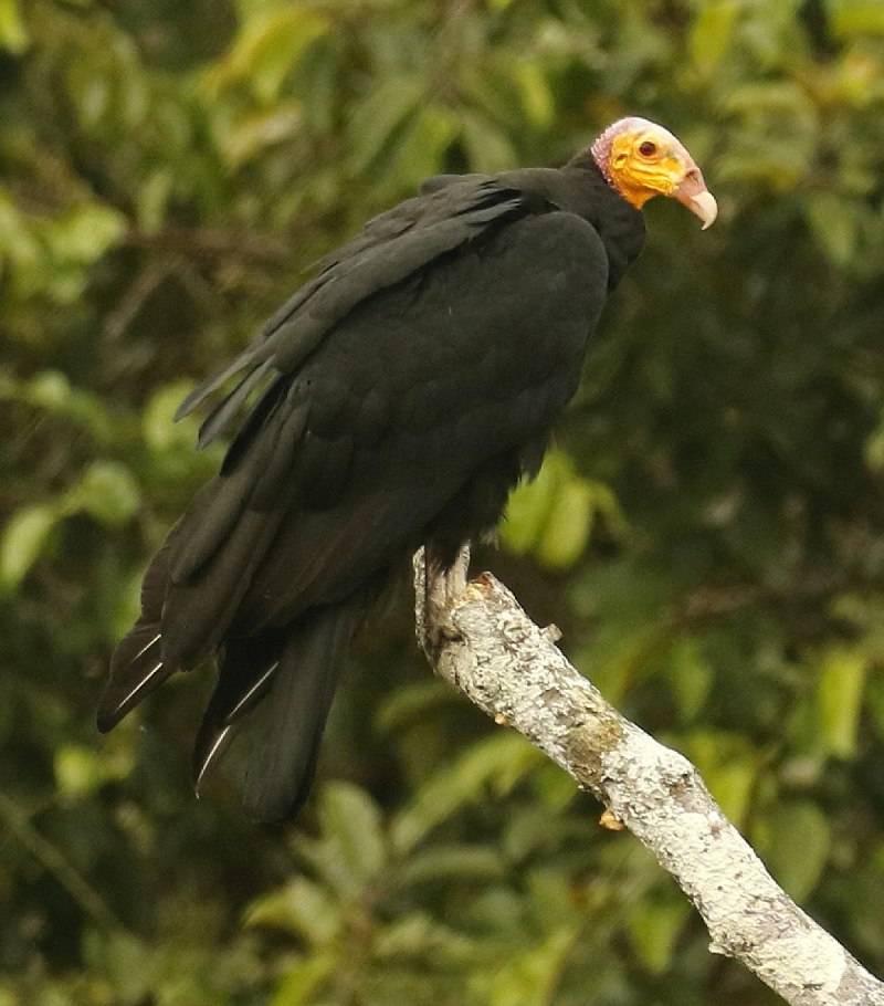 Black Turkey