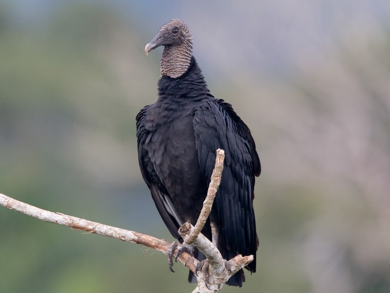 Black Vulture птица