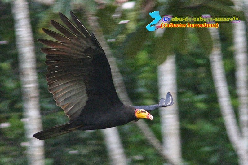 Cathartes Aura