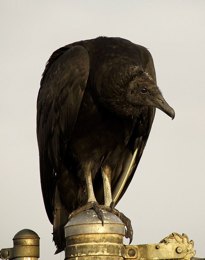Black Vulture