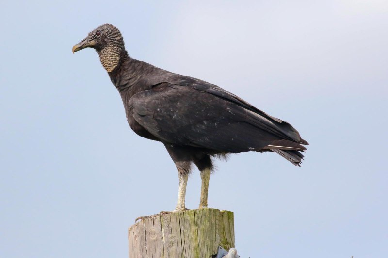 Cathartidae