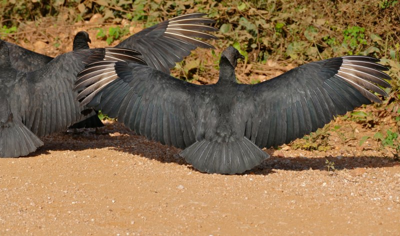 Американская черная катарта (Coragyps atratus)