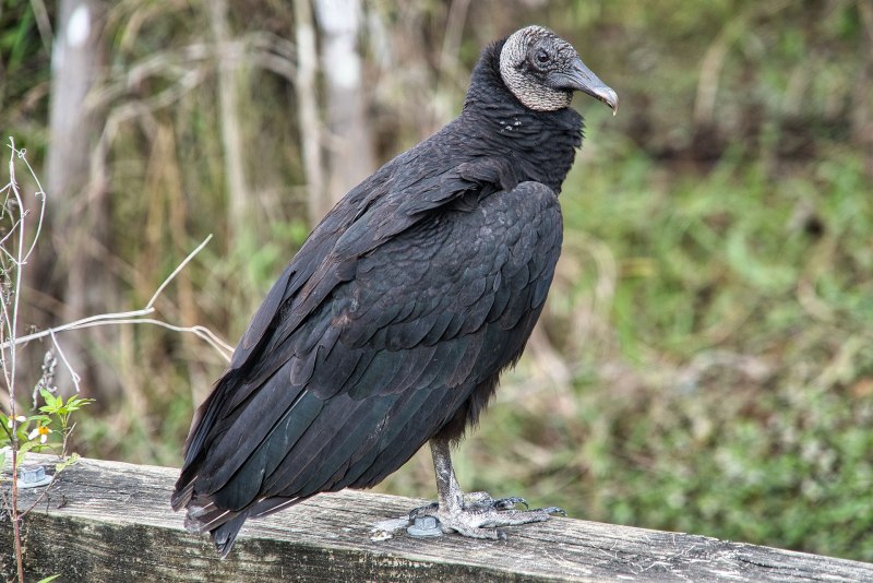 Black Vulture птица