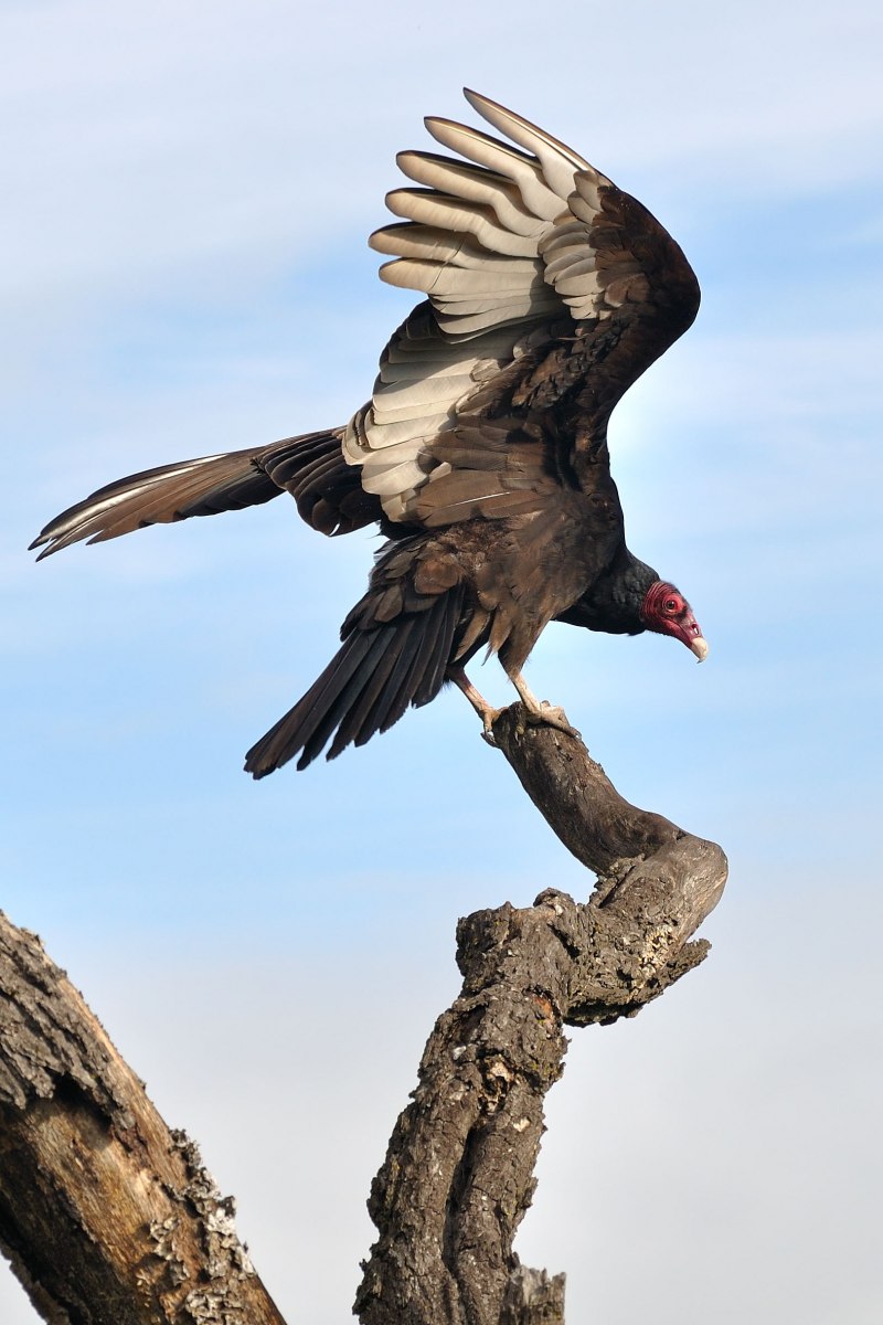 Coragyps atratus