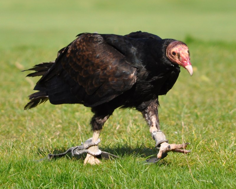 Cathartes burrovianus