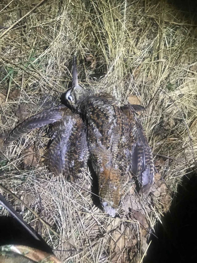 Боровой Кулик вальдшнеп