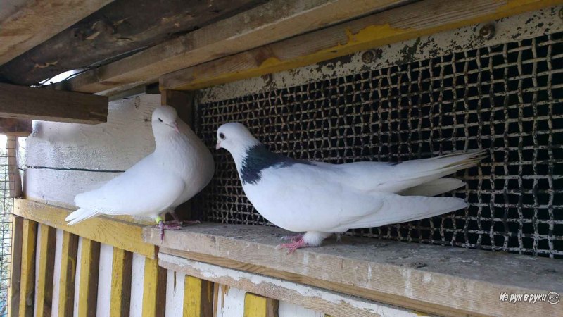 Голуби Пермские высоколетные