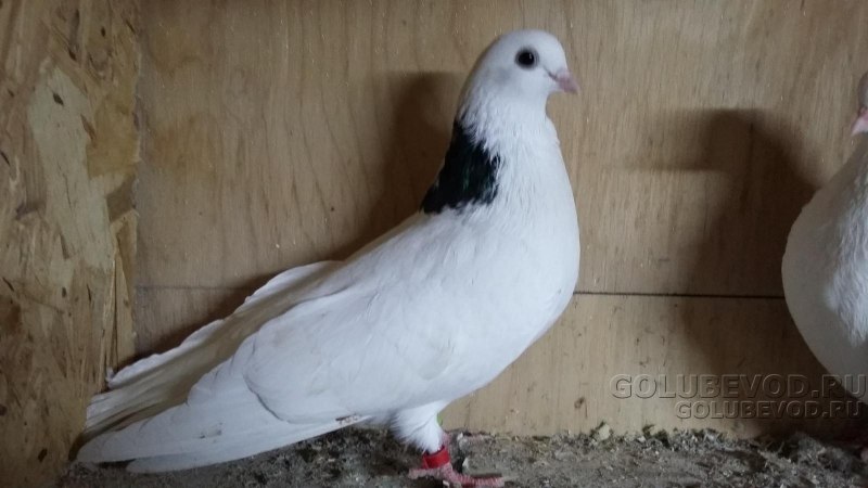 Чистопольские высоколетные голуби