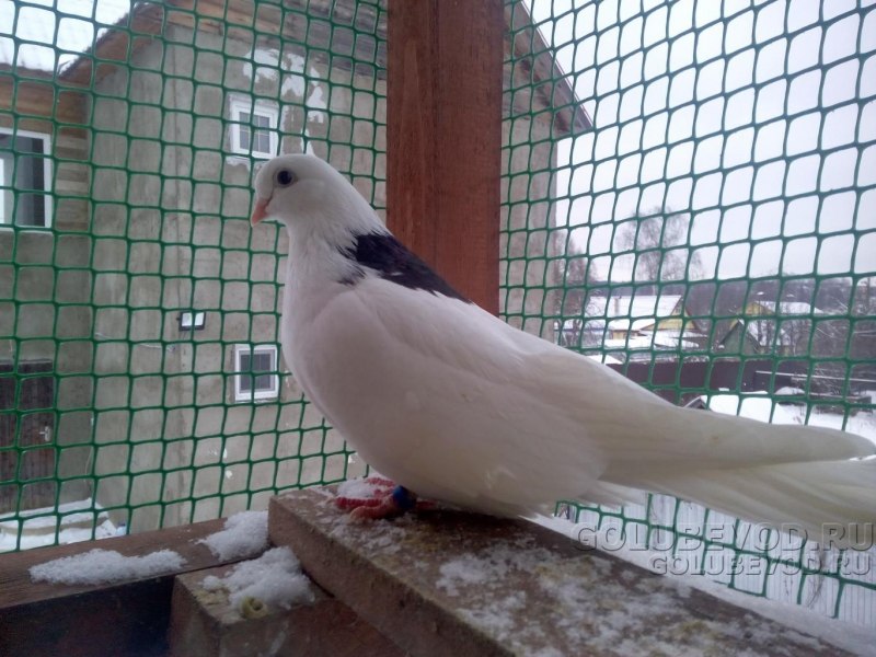 Чистопольские голуби (46 фото)