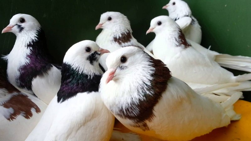 Казанские гривуны голуби