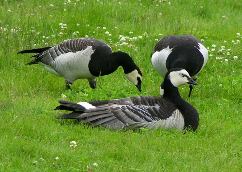 Алеутская канадская казарка - Branta canadensis leucopareia