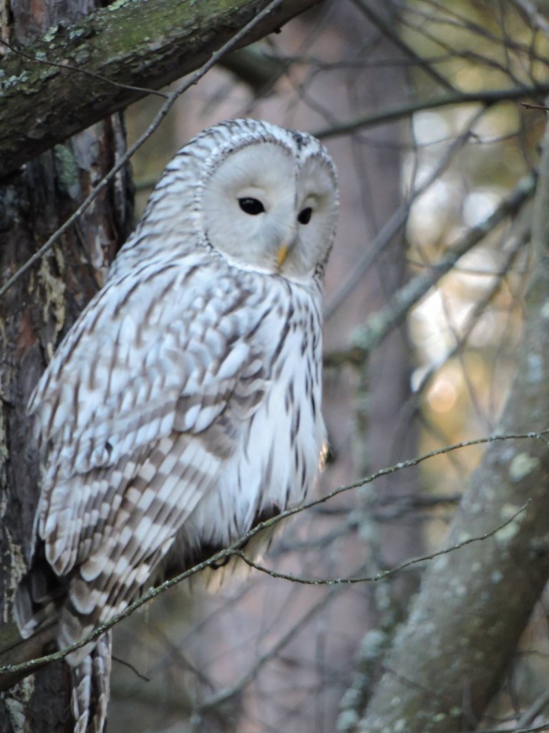 Длиннохвостая неясыть (Strix uralensis)