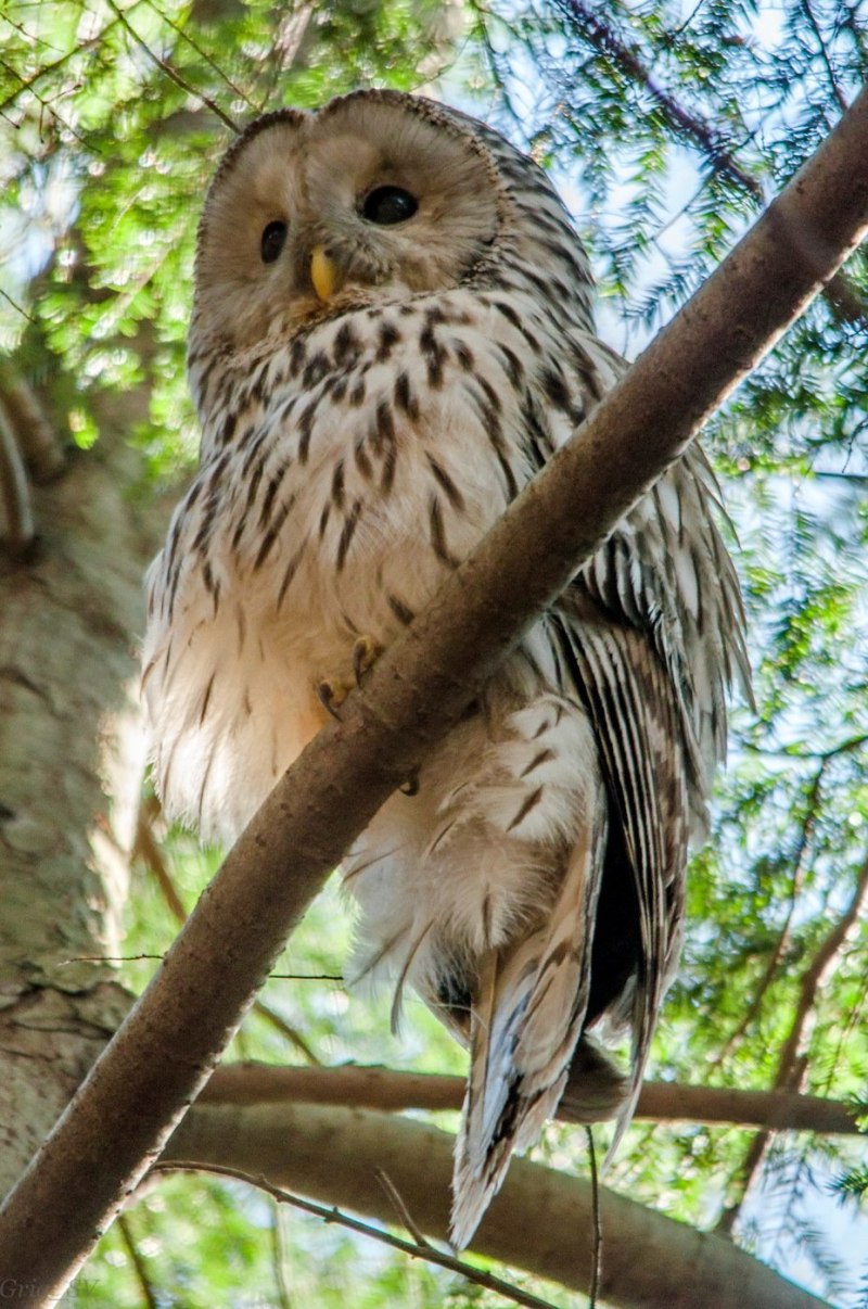 Длиннохвостая неясыть (Strix uralensis)