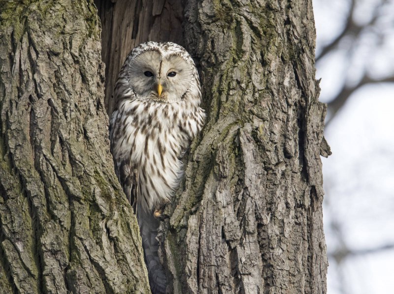 Длиннохвостая неясыть – Strix uralensis голос
